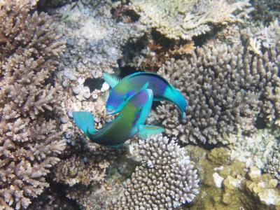 Рыбы-попугаи