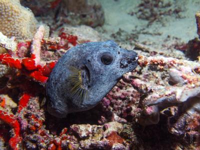 Толстик (Puffer Fish)