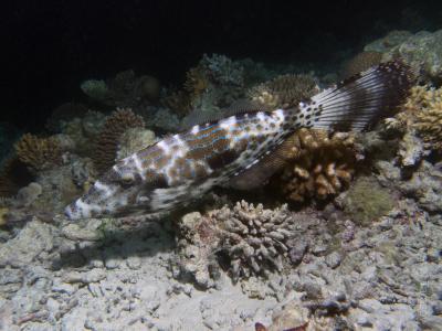 Scribbled leatherjacket