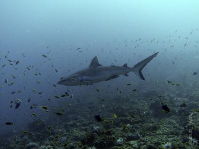 Серая рифовая акула