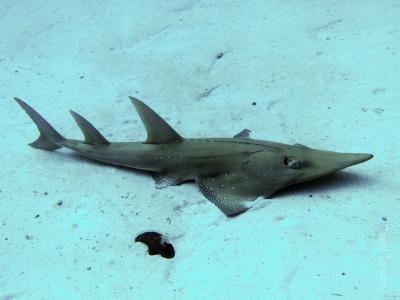 Рыба-гитара