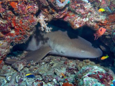 Акула-нянька