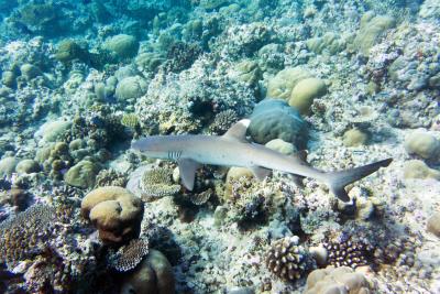 Белоперая акула