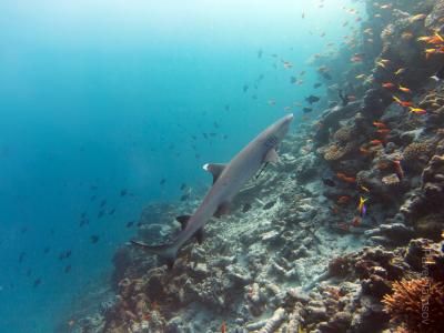 Белоперая акула