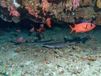 Белоперые акулы