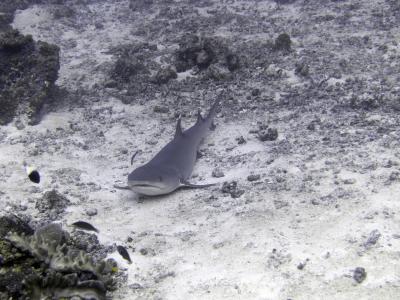 Белоперые акулы