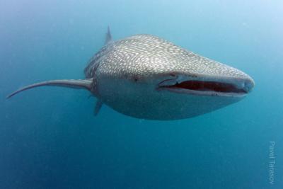 Китовая акула