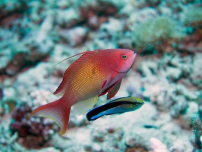 Райская рыбка и чистильщик