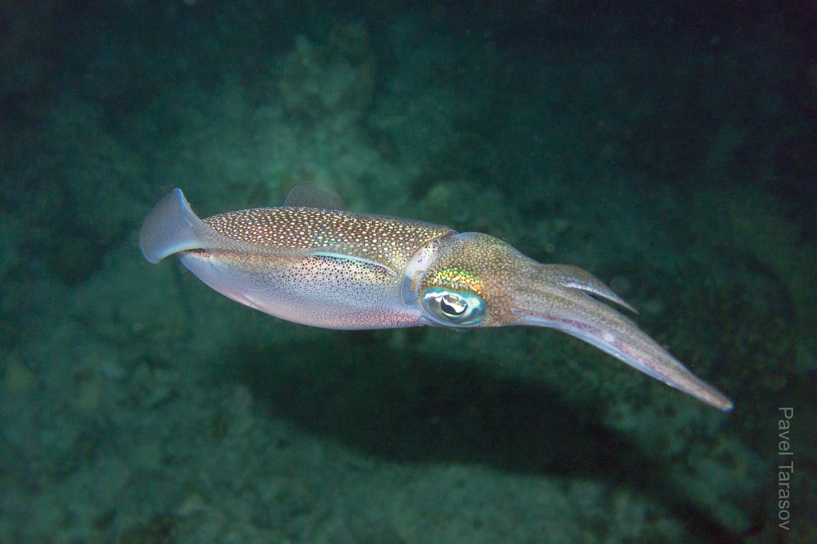 Bigfin reef squid