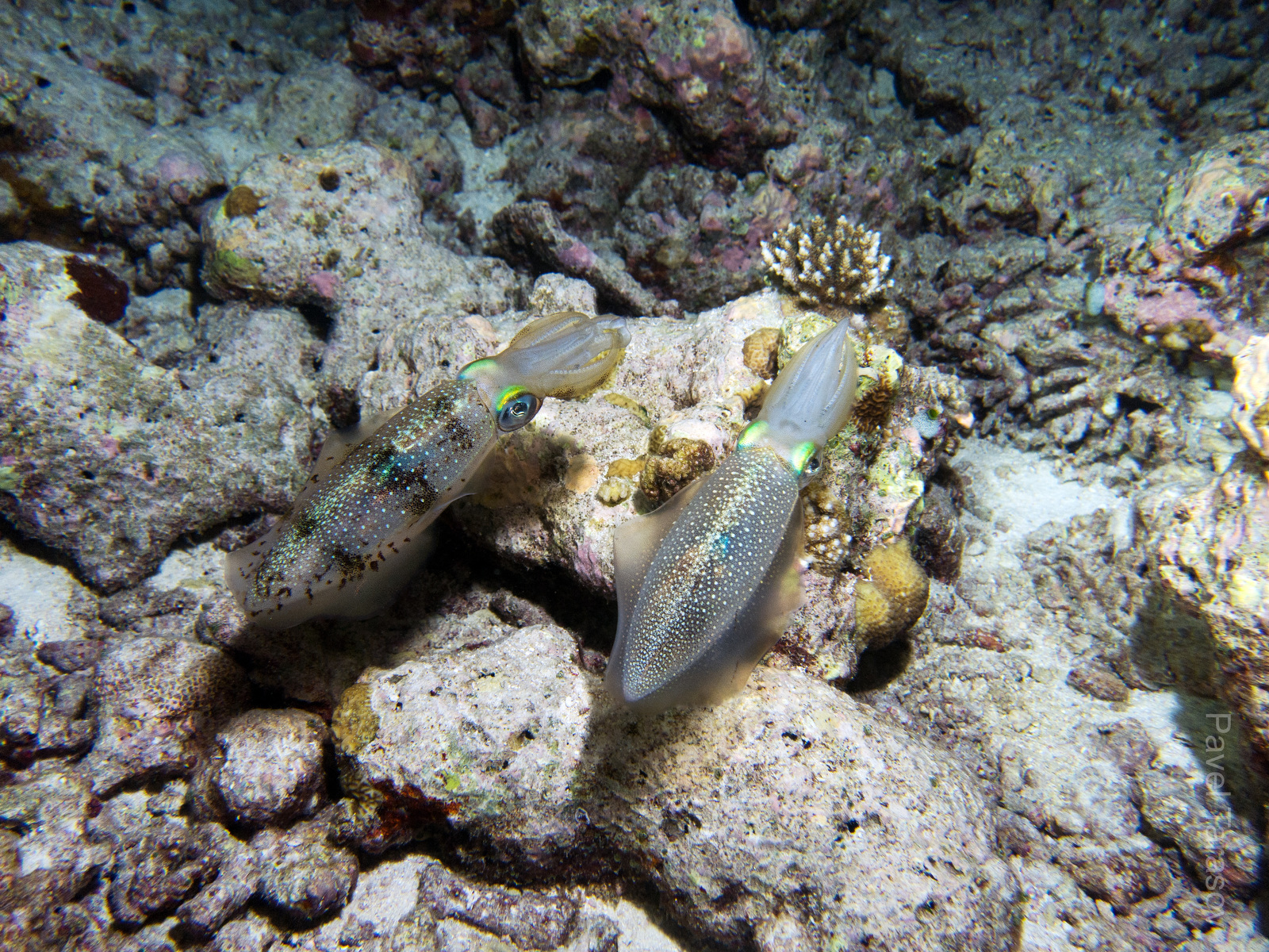 Bigfin reef squid