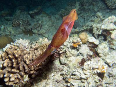 Каракатицевидный кальмар