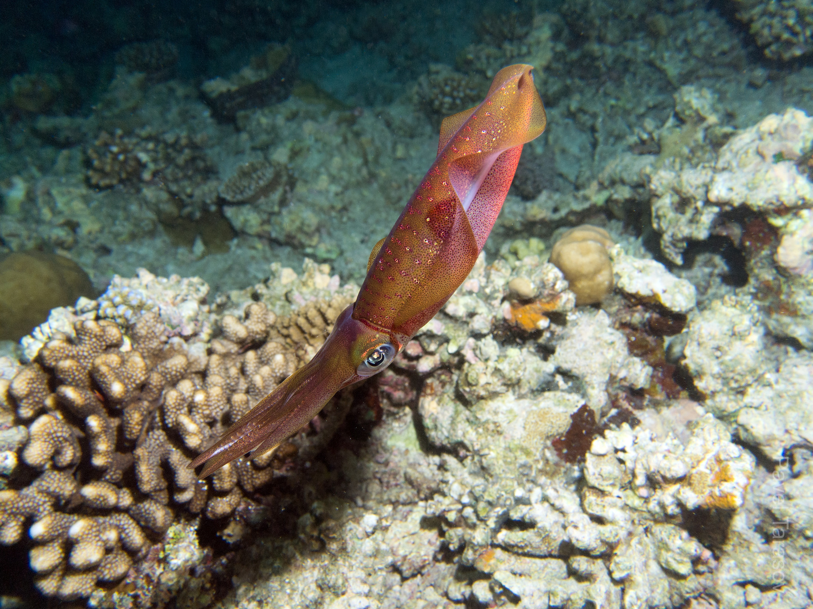 Bigfin reef squid