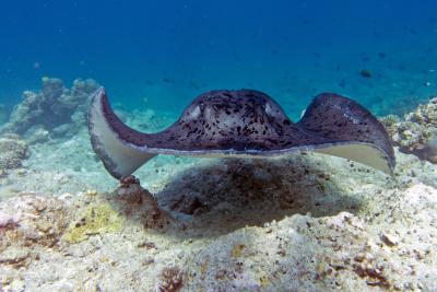 Скат хвостокол