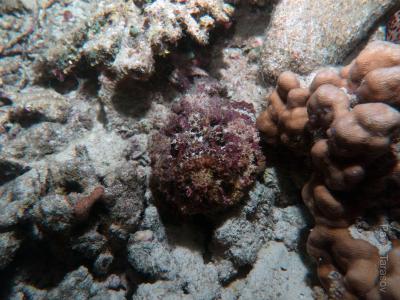 Рыба-камень