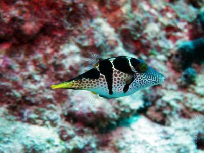 Чернополосый острорылый иглобрюх