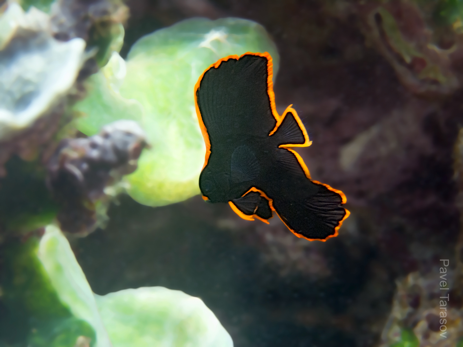 Очень редкий и очень красивый малек pinnate bat fish. Он по высоте всего лишь несколько сантиметров, мимикрирует под невкусного червяка. Снимать его очень сложно - быстро перемещается, и в кадре оказывается то один хвост, а то вообще, все не резко