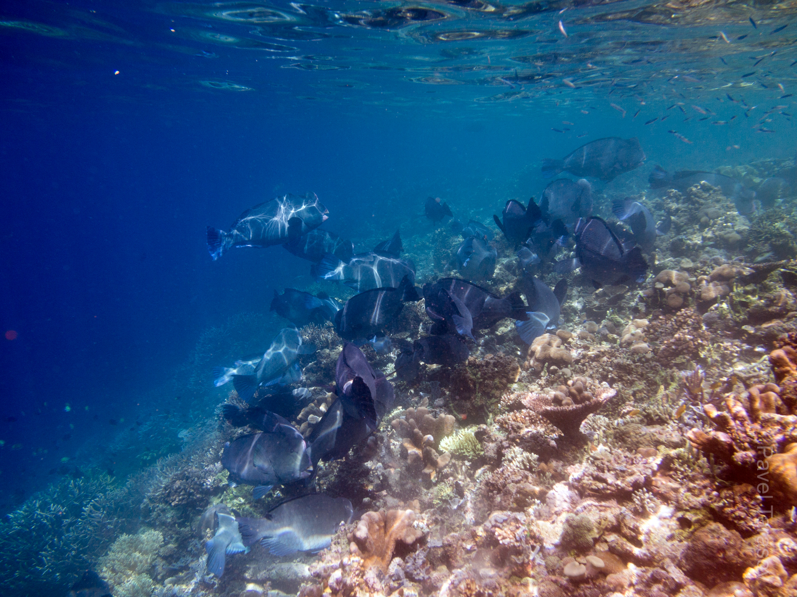 Увидеть стаю огромных шишколобых попугаев (они более 1.5 метра длинной!) большая редкость, возможно только в охраняемых территориях, где нет промышленной рыбалки. Выглядят они очень впечатляюще!))