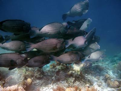 Шишколобые попугаи