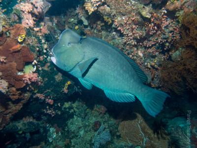 Шишколобый попугай