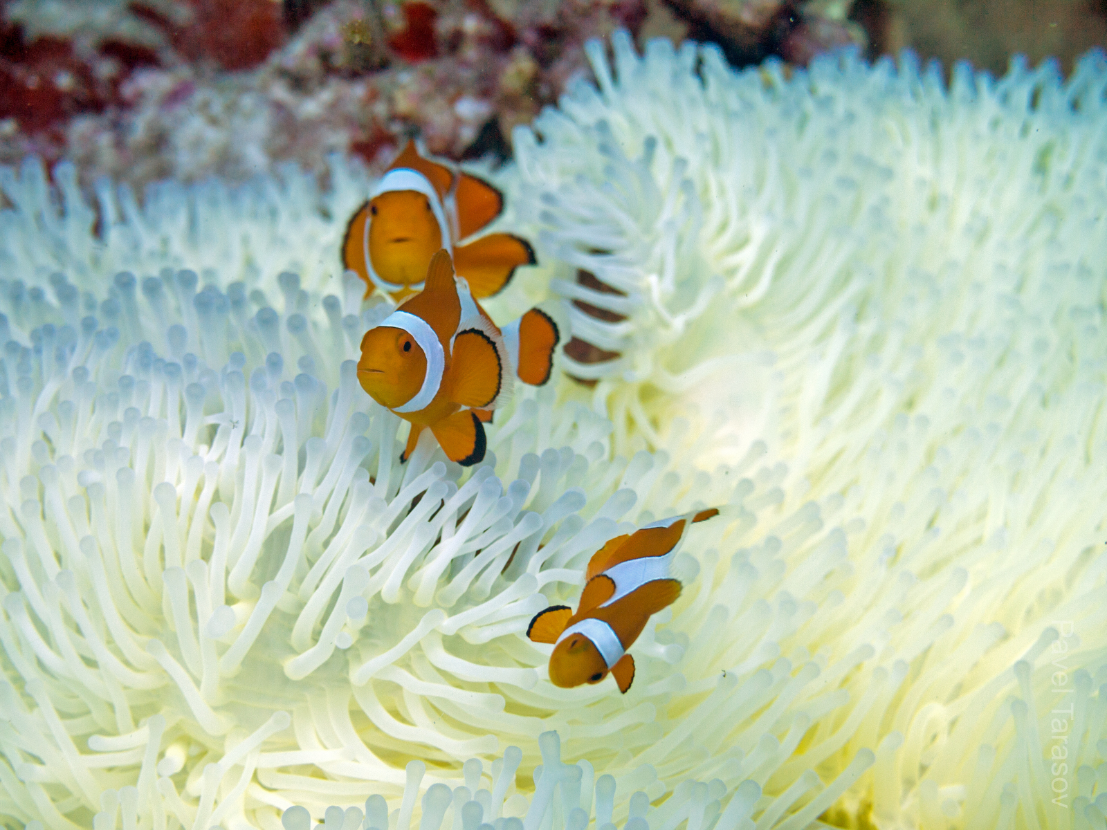 Клоуны в очень красивой белой актинии