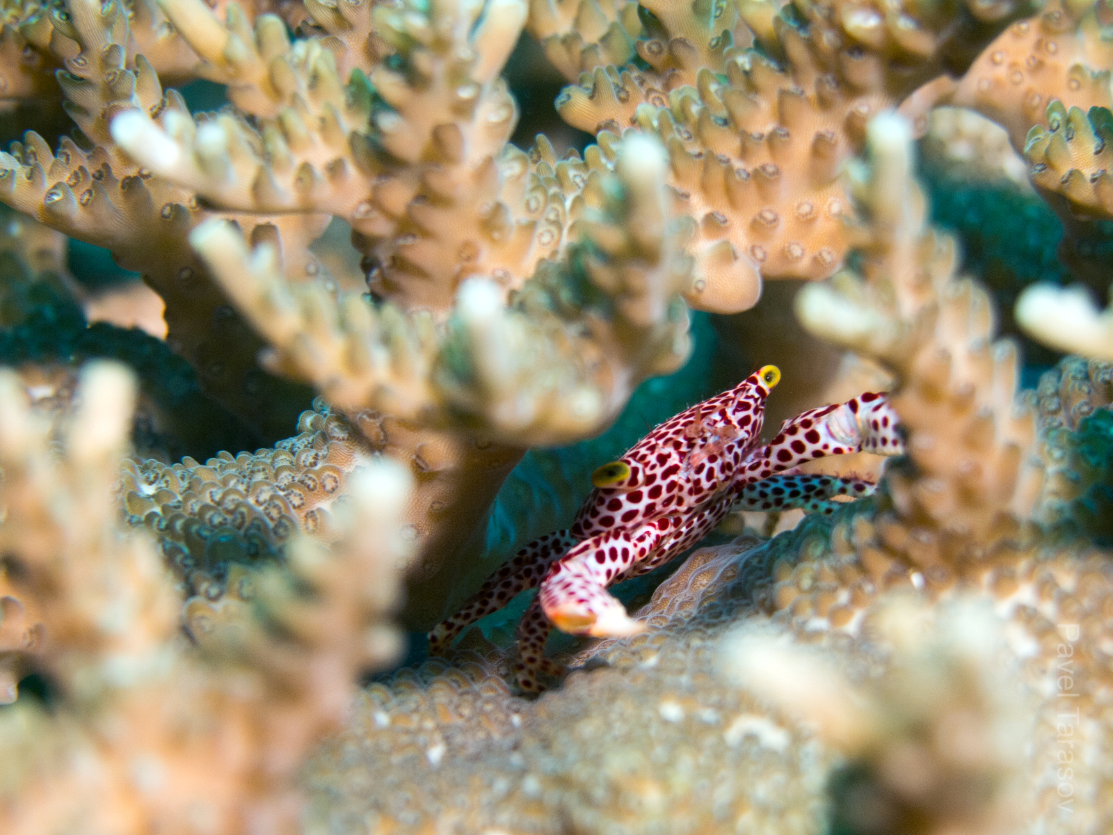 Маленький крабик, живущий внутри кораллов