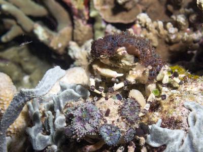 Краб с актинией