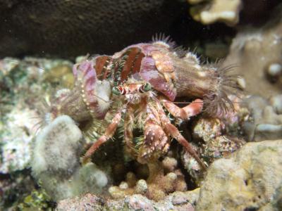 Рак отшельник