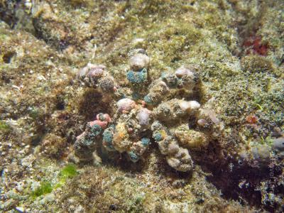 Краб декоратор