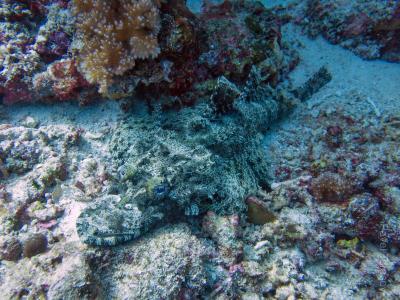 Рыба крокодил