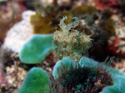 Маленькая каракатица