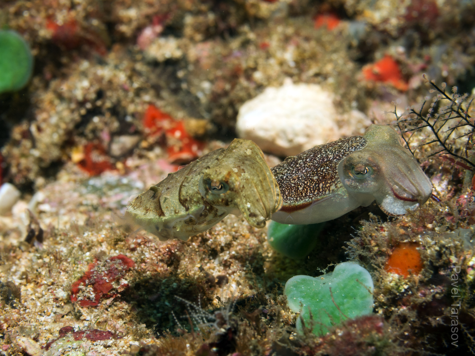 Парочка каракатиц. Если у меня дойдут руки до видео, увидите, как они очень классно целовались :)
