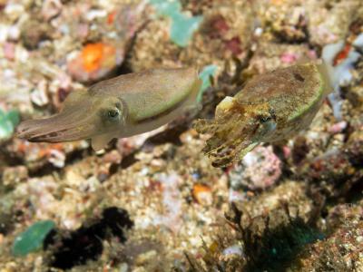 Каракатицы