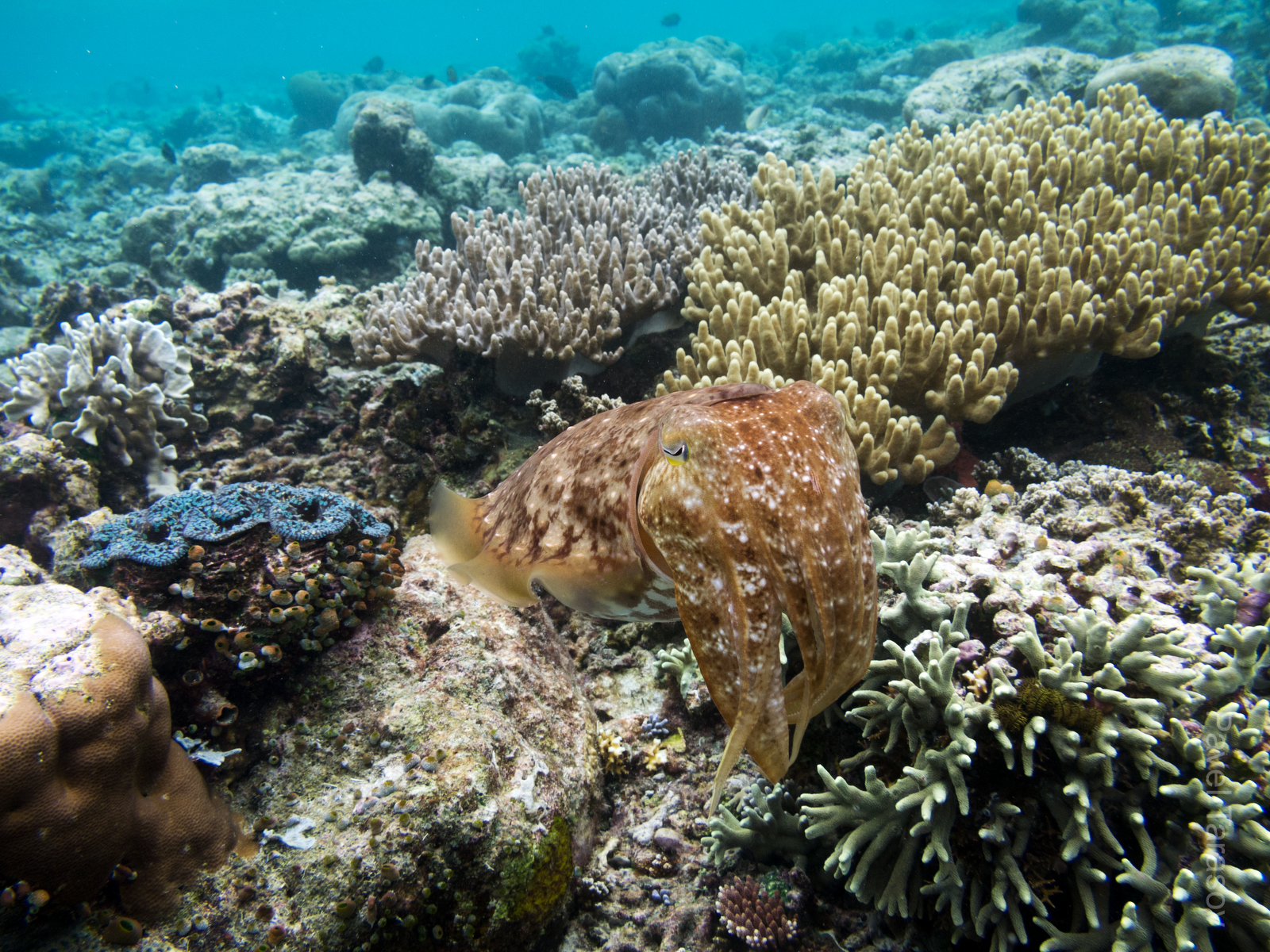 Эта каракатица жила около нашего хоумстея. Скорее всего, у нее где-то рядом отложена кладка, и она ее охраняла, так как не боялась и далеко не уплывала