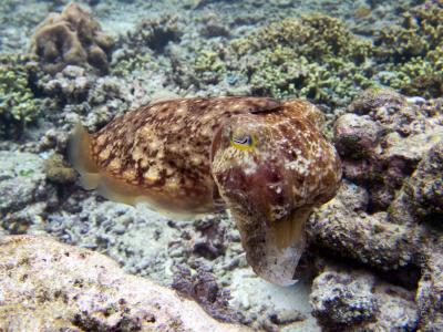 Большая каракатица