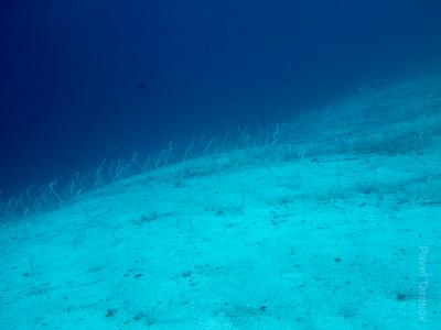 Садовые угри