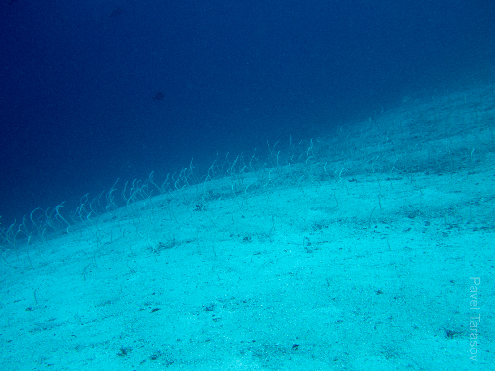 Угри торчат из песка и ловят еду. Издалека это выглядит, как поле колышущихся макорон