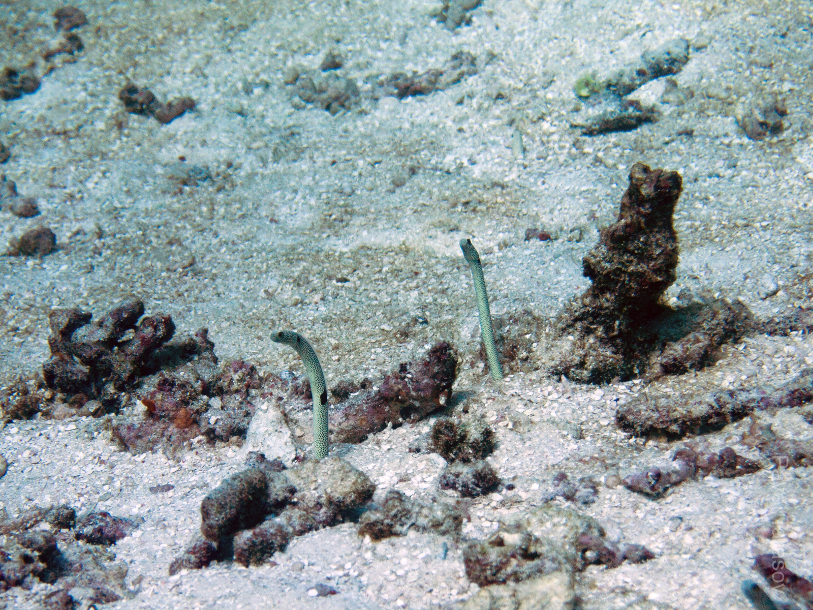 Угри торчат из песка и ловят еду. Издалека это выглядит, как поле колышущихся макорон