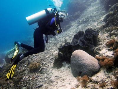 Гигантские моллюски