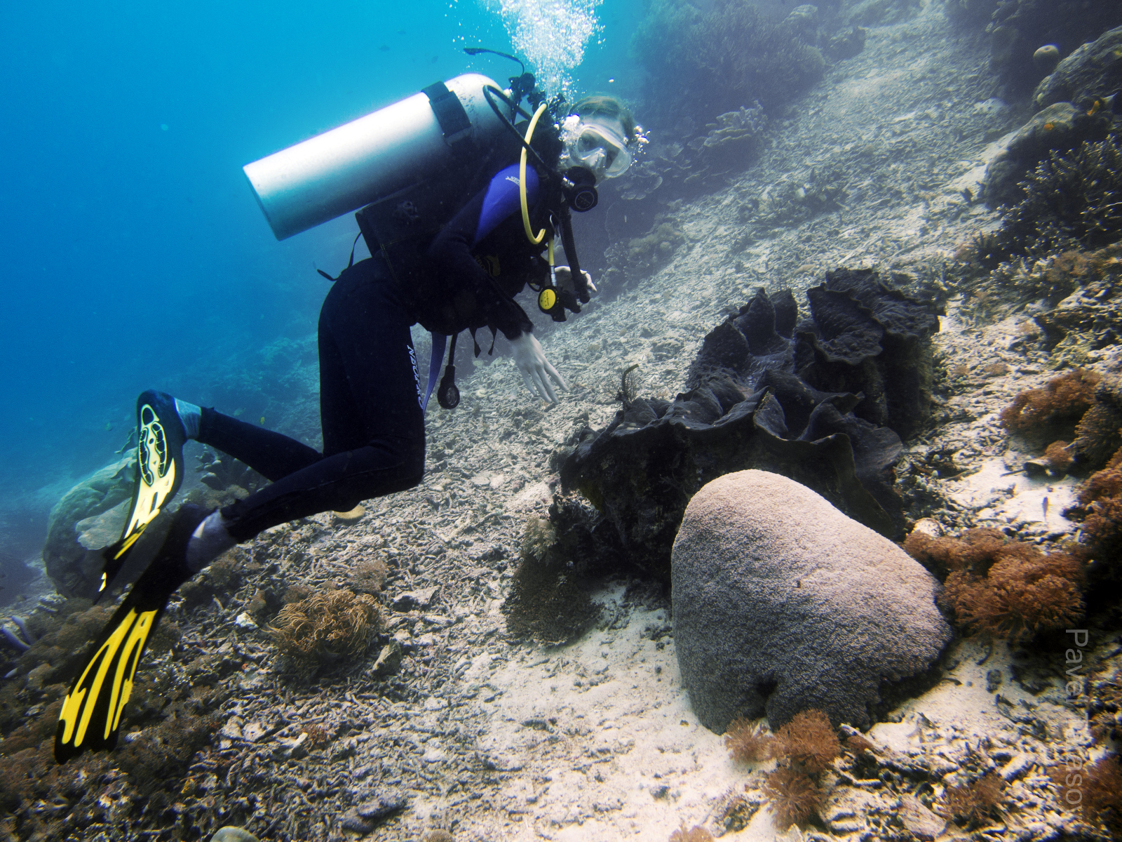 Никогда не видел гигантских молюсков по 1-1.5 метра длинной. На Папуа их реально много