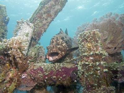 Картофельный группер