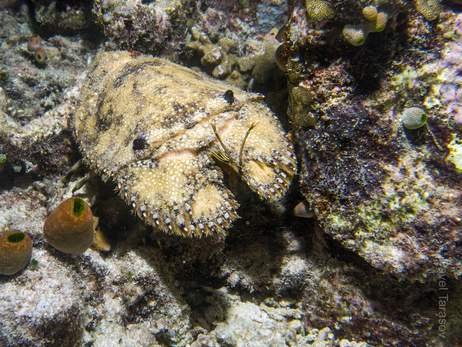 Как танк на лапках)