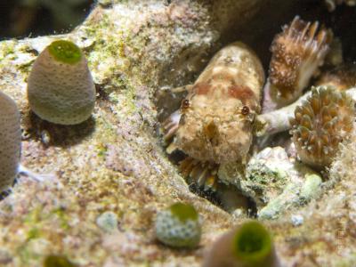 Маленький лобстер