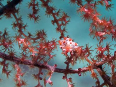 Конек-пигмей