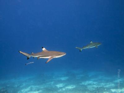 Черно-перые акулы