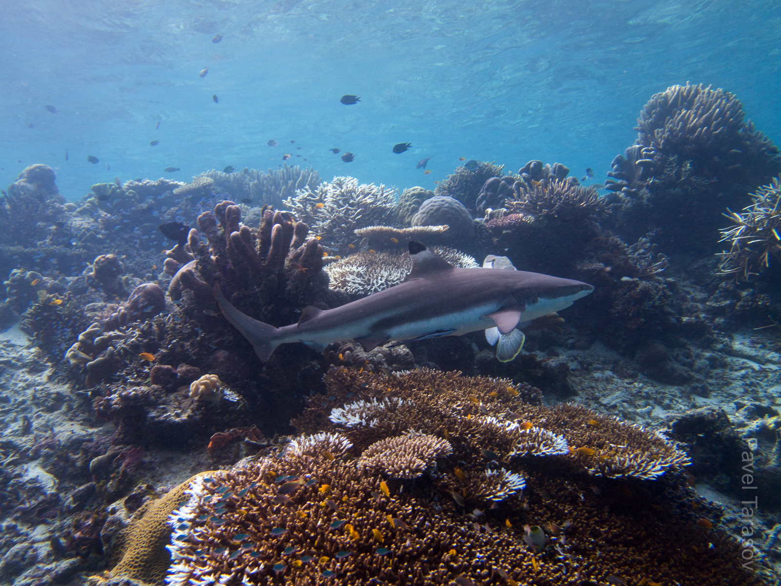 Прямо около домашнего рифа все время тусовались штук 5-7 черно-перых акул. Как водится, их маленькие акулятки плавали около берега (по пол метра длиной)