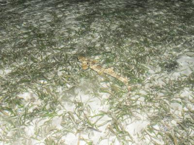 Ходячая акула