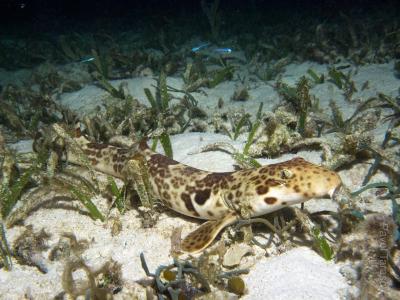 Ходячая акула