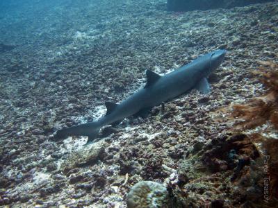 Бело-перая акула
