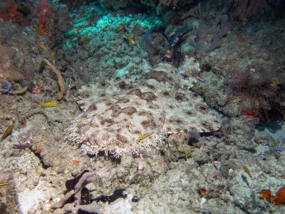 Акула wobbedong