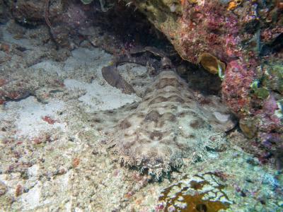 Акула wobbedong